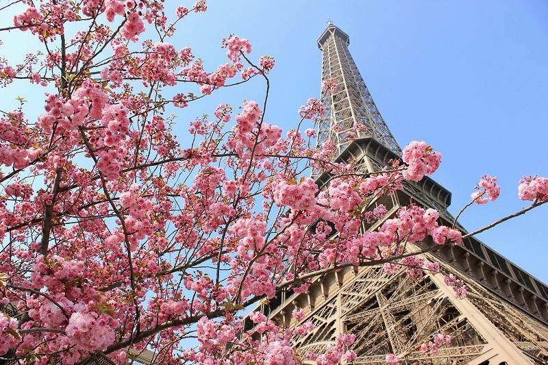 Hoa đào nở rộ ở nước Pháp vào mùa xuân