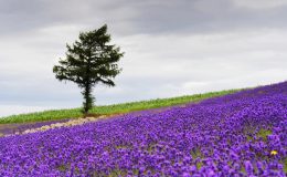 Mùa hoa lavender ở Nhật Bản