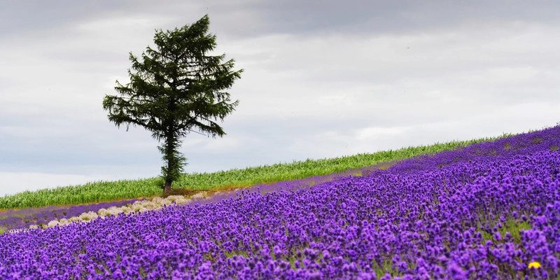 Mùa hoa lavender ở Nhật Bản