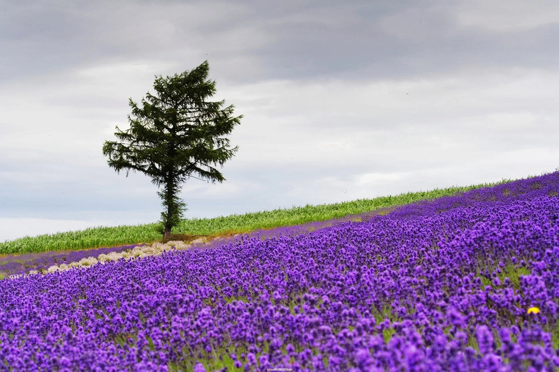 Mùa hoa lavender ở Nhật Bản 