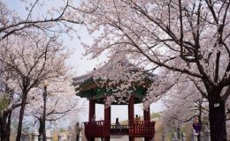 Hàn Quốc thu hút khách du lịch bởi phong cảnh lãng mạng