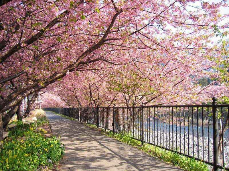 Sắc hồng rực rỡ trên các con đường ở Hàn mùa xuân