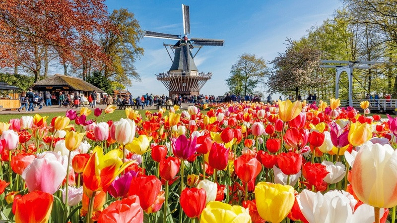 Mùa hoa tulip ở Hà Lan
