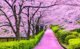 Nhật Bản mùa xuân