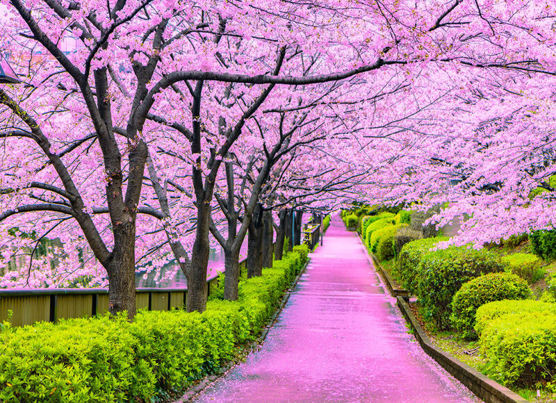 Nhật Bản mùa xuân