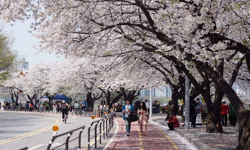 Một Hàn Quốc nhộn nhịp vào mùa xuân