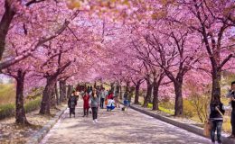 Hoa anh đào Hàn Quốc làm khách du lịch say mê